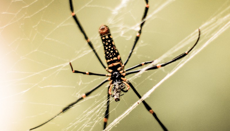 golden silk orb weaver thailand