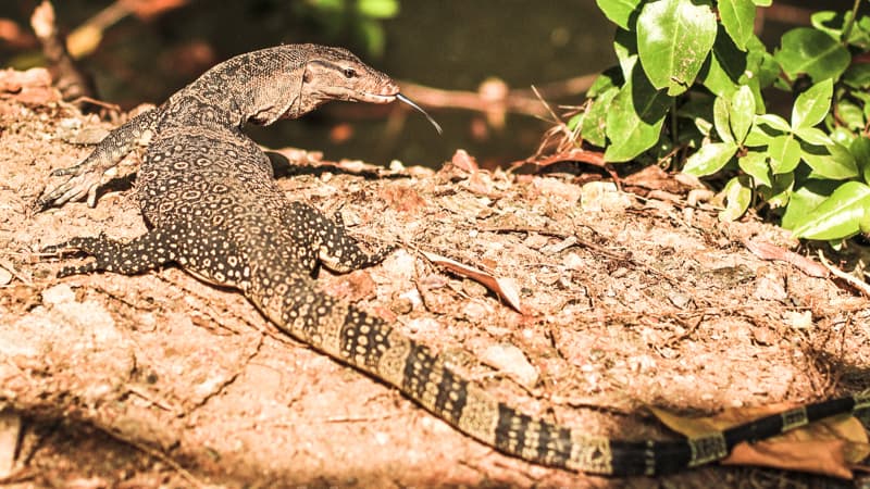 varan dans la réserve de mangrove pak nam pran