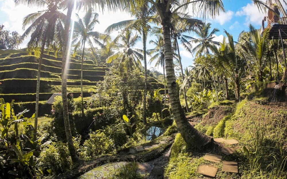 Tegalalang Rijstterrassen in Bali