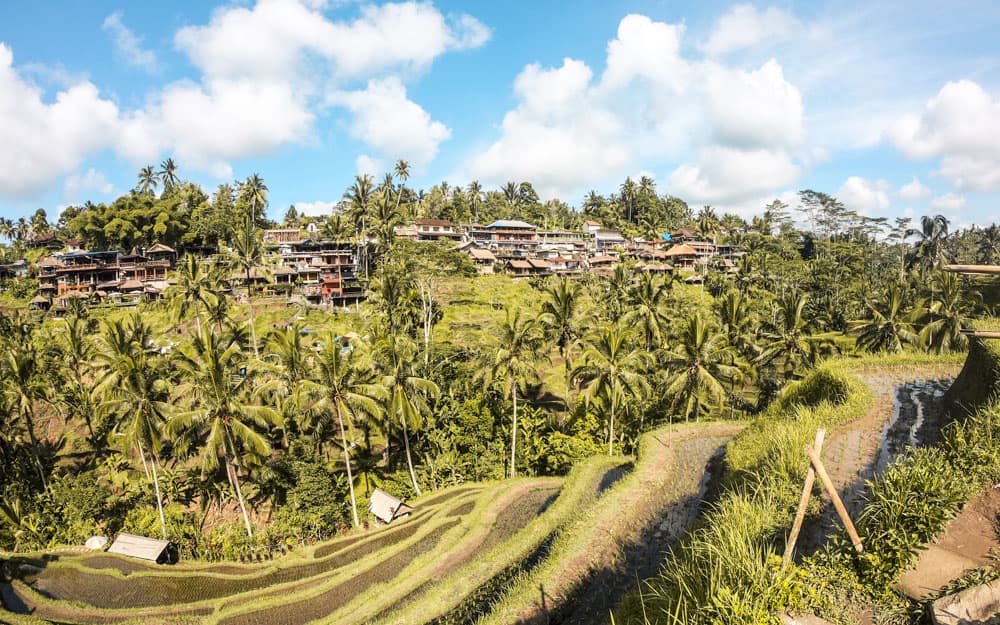 Tegalalang rijstterrassen op Bali