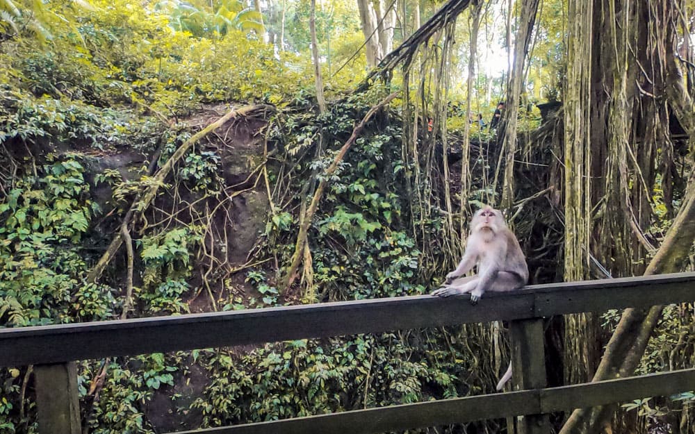 Singe assis sur un mur dans la forêt sacrée des singes à Ubud, Bali.