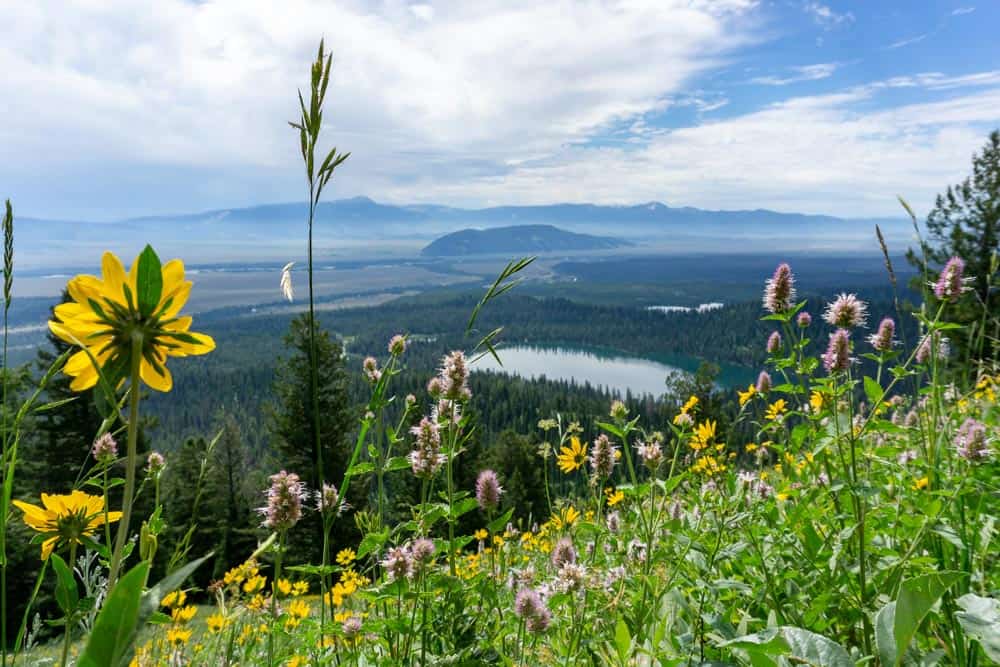 champs de fleurs dans le parc national de grand teton