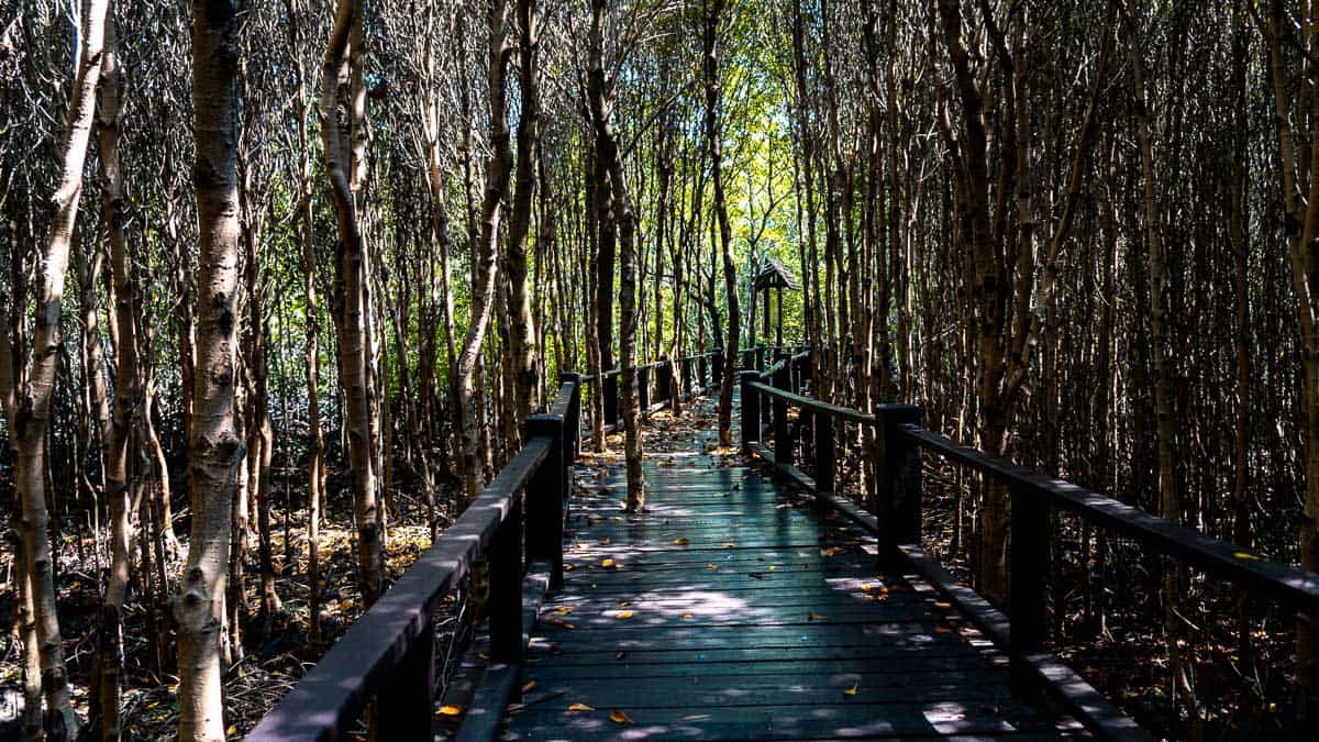 Schattige Uferpromenade umgeben von Mangroven im Pranburi Forest Park, Thailand