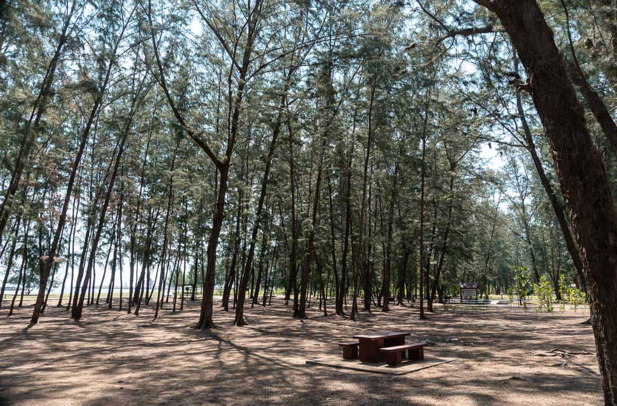 schaduwrijk dennenbos voor het strand van Pranburi