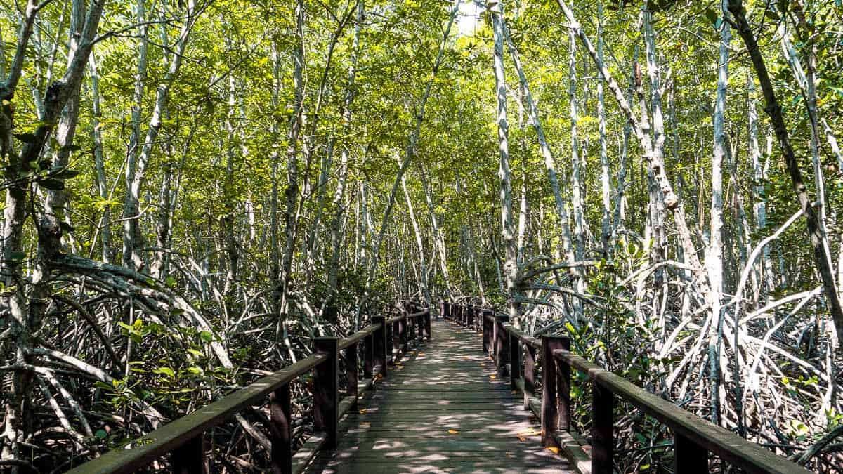 unter dem Mangroven-Dach im Pranburi-Waldpark