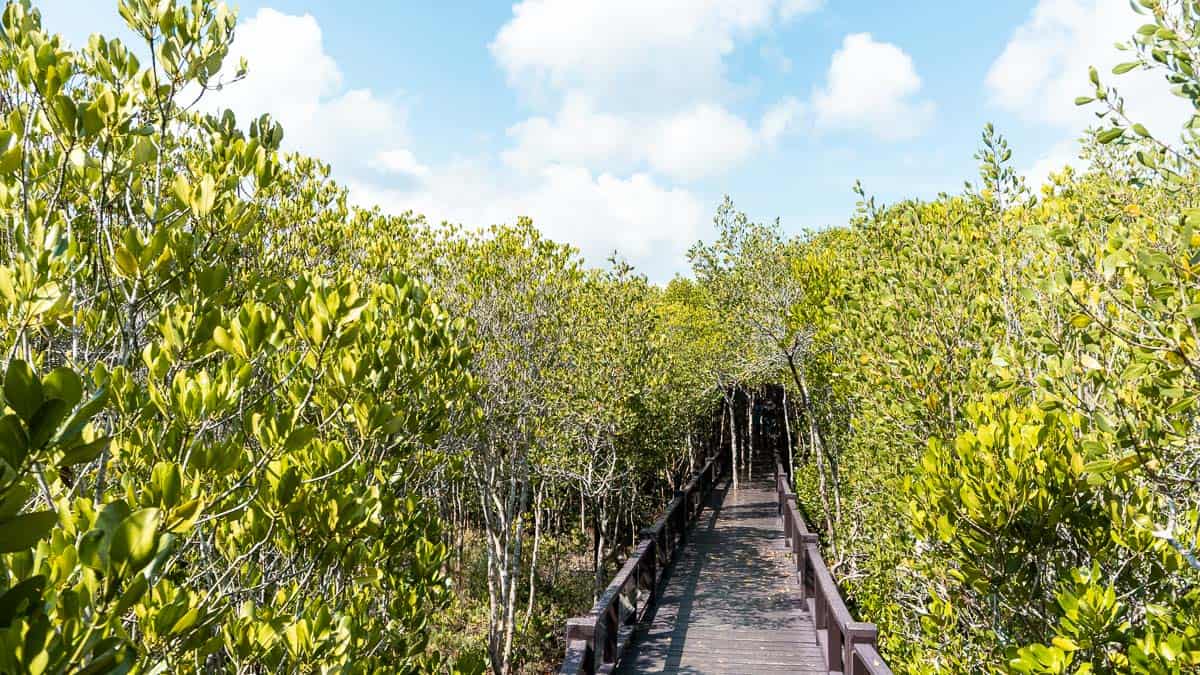 von Mangroven gesäumte Uferpromenade im Pranburi Forest Park