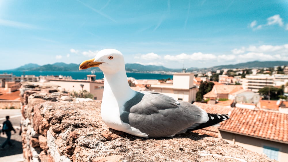 seagull sitting on wall overlooking Cannes, France