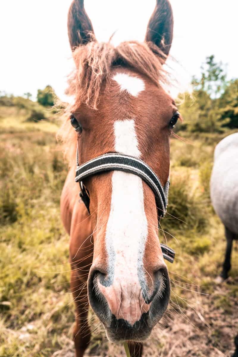 Kopfschuss eines braunen Pferdes mit einem weißen Streifen an der Nase, das ein Zaumzeug trägt und auf einer Wiese steht