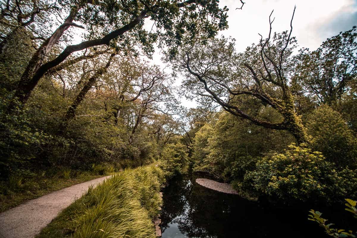 Scène calme d'une rivière qui coule à peine le long d'une promenade dans les bois de Glengarriff, à West Cork.