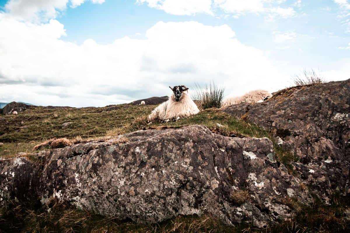 Een donzig schaap ligt op een rotsachtig stukje gras in West Cork, ierland