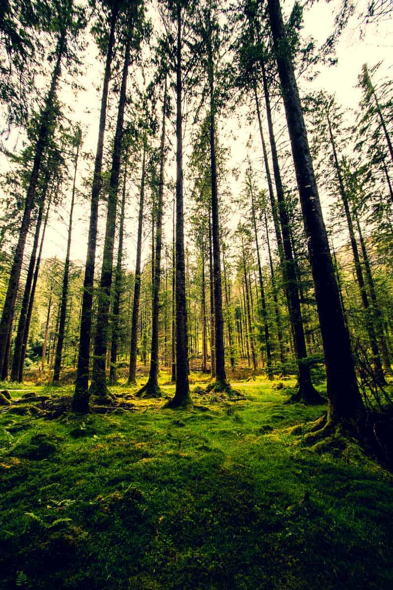 vertikales Bild eines mystisch anmutenden Waldes mit moosbewachsenem Boden und superhohen, schlanken Bäumen (aufgenommen im Waldpark hinter Gougane Barra, West Cork)