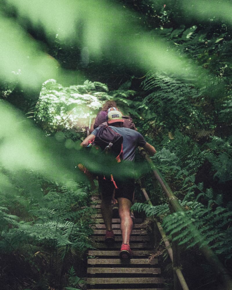 un couple en randonnée dans une forêt couverte de fougères. la prise de vue est légèrement obstruée par les fougères qui frôlent l'objectif de l'appareil photo. on distingue tout juste le couple qui monte un escalier dans les bois.