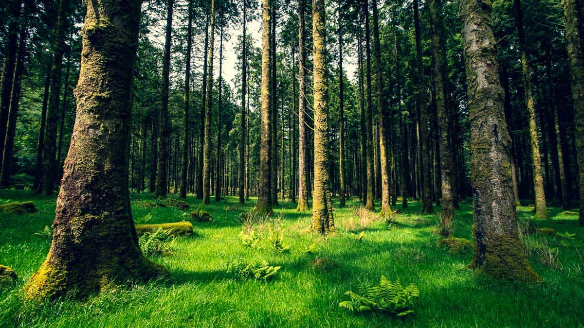 Landscape shot of the bright green mossy floor of gougane barra forest park, with the trunks of tall pine trees rising up into the air.