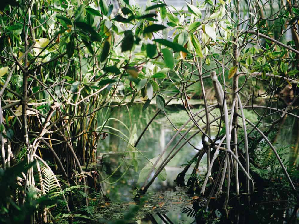 close up shot of a baby mangrove sprouting out of the water. Placid surface of the water reflects the verdant landscape around.