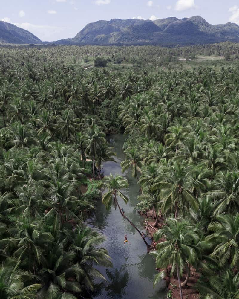 une rivière vitreuse coupe en deux un épais bosquet de palmiers sur l'île de siargao, aux philippines, avec un paysage de montagne brumeux en arrière-plan.