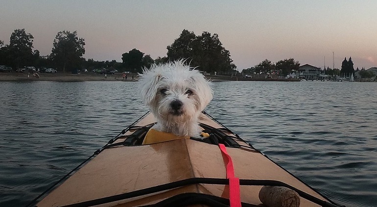 kayak and dog
