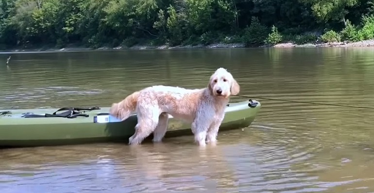 kayak avec un chien