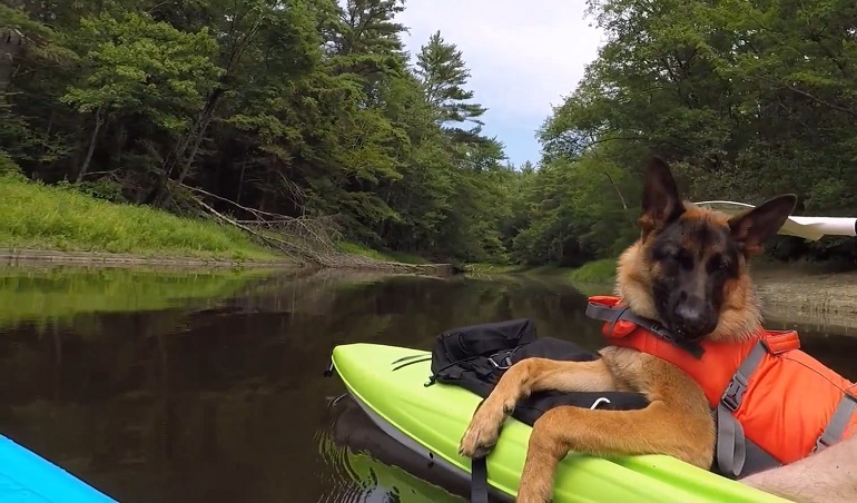 dog kayaking