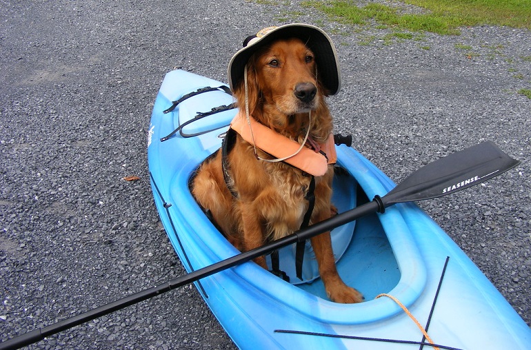 Hund auf einem Kajak