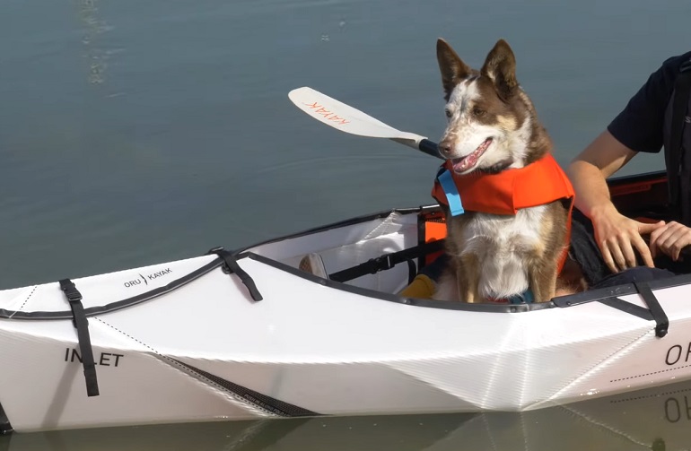 kayak dog
