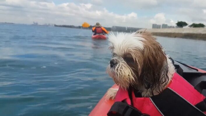 kayak avec votre chien