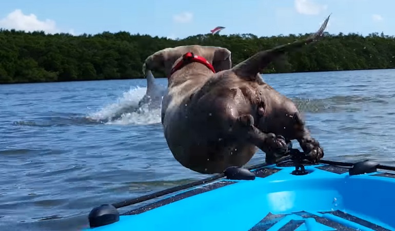 dog and kayak
