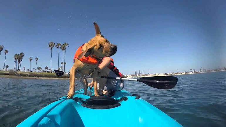 dog kayak
