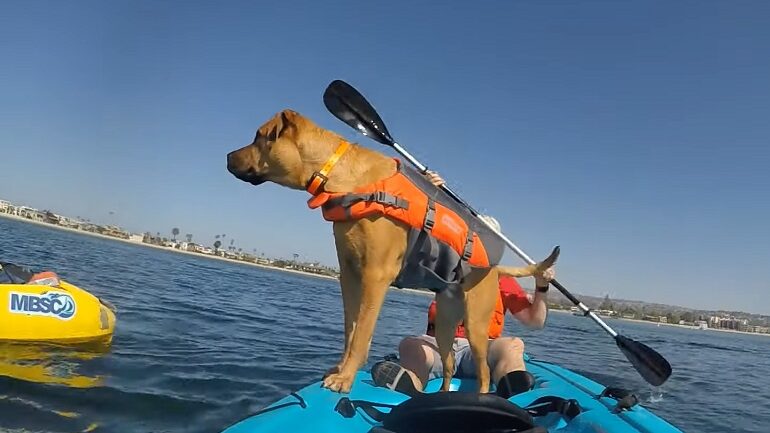 chien dans un kayak